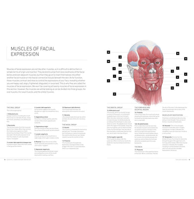 imagESSENTIAL HUMAN ANATOMY FOR ARTISTS