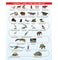 imag10Animals and Birds Minipedia for Kids Age 5:15 years Paperback Dreamland Publications Paperback Dreamland Publications